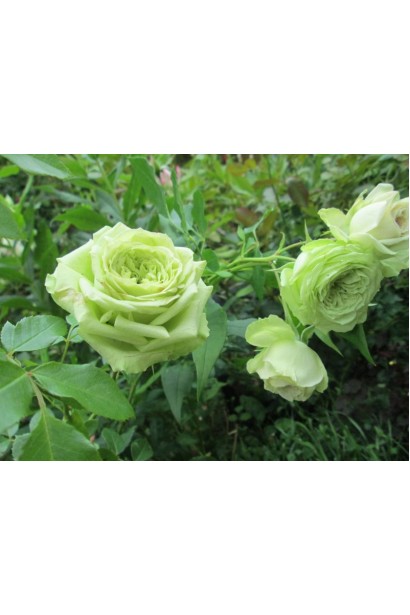 Роза чайно-гибридная Грин Фэшн